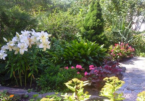 Лилии в ландшафтном дизайне сада: фото примеры посадки