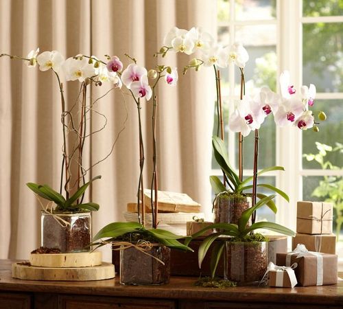 Кому и почему нельзя держать дома орхидеи