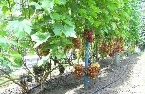 Шпалера для винограда